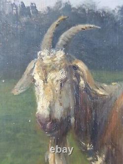 Ancien Tableau Chèvre Peinture Huile Antique Oil Painting Ölgemälde Dipinto