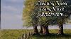 How To Paint Trees Using Basic Equipment Easy Oil Painting Tutorials