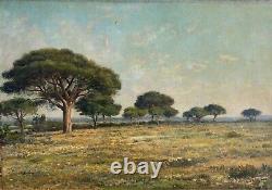 J. B Eliche, Paysage Pins Parasols à Hyères Dans Le Var, huile tableau ancien