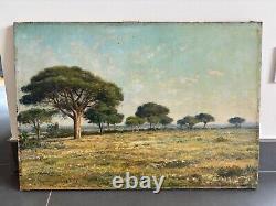 J. B Eliche, Paysage Pins Parasols à Hyères Dans Le Var, huile tableau ancien