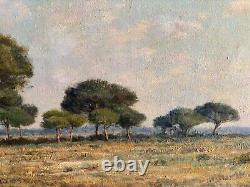 J. B Eliche, Paysage Pins Parasols à Hyères Dans Le Var, huile tableau ancien