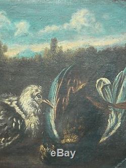 Tableau ancien Pigeons Oval sur toile HST Ecole Italienne XVIIIème