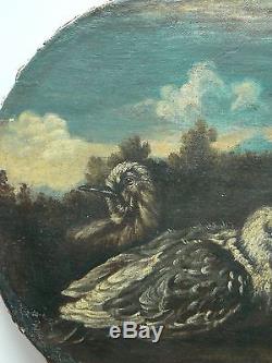 Tableau ancien Pigeons Oval sur toile HST Ecole Italienne XVIIIème